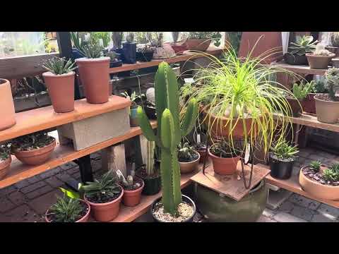 Revisiting Euphorbia ingens 🌵💚 + Essential Care Tips for a Thriving Plant