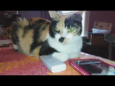 Eloise being a completely regular cat