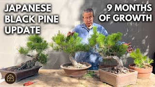 Bonsai Techniques: Updating & Refining 4 Japanese Black Pine Bonsai