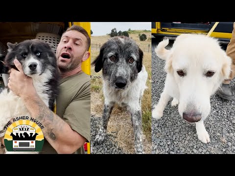 A massive transport of dogs straight from the euthanasia list | The Asher House