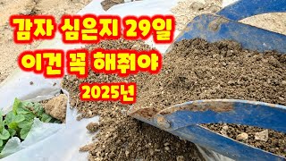 감자 심은지 29일 생육상태 북주는 시기 즉 흙 올려주는 시기 수미감자 감물감자 괴산감자 충북 괴산 풀뿌리농…