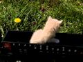 G Scale Trains Mr Snuggles Takes A Ride