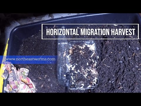 Harvesting the worms for the horizontal Migration, how to do a bait to catch cocoon and stray worms