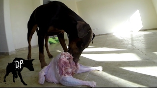 Download lagu Whole Turkey vs Pack of Dogs | Raw Feeding Mukbang mp3 Download lagu Whole Turkey vs Pack of Dogs | Raw Feeding Mukbang mp3