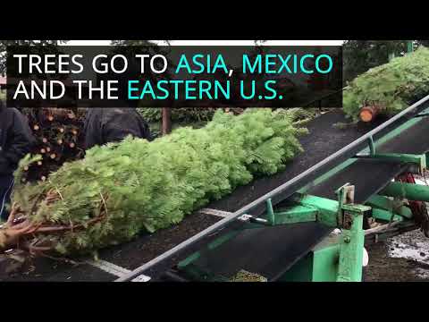 Behind the scenes at an Oregon Christmas tree empire