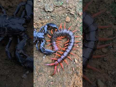 The battle of life and death between scorpion and poisonous centipede