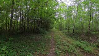 Plonger au cœur de notre Groupement Forestier Ile-de-France FIDUCIAL Gérance !