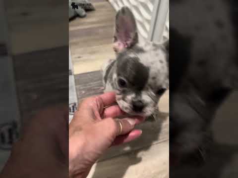 Video 2