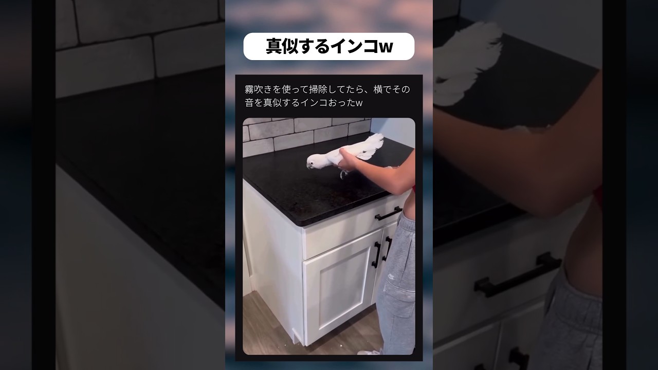 真似するインコw