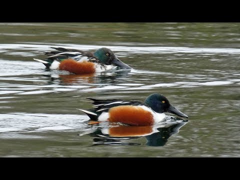 Kačica lyžičková (Spatula clypeata) — kŕmenie a typický lyžičkovitý zobák