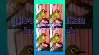 Download lagu Pleci nembak ciblek sejalur#fyp mp3