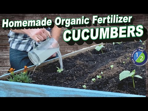 , title : 'Easy Homemade Organic fertilizer for Cucumbers'