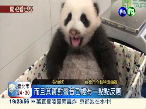 圓仔幸福肥! 瞪眼偷看"睜"可愛