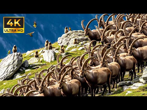 Relaxing Walk In The Alps Alpine Ibex, Marmots & The High Meadows (4K HDR)