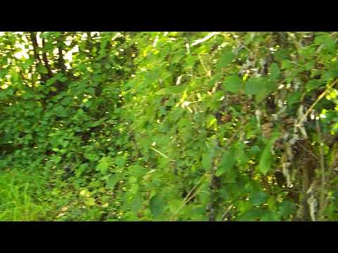 French CCE camouflage - Test 1