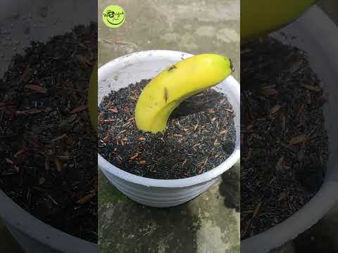 , title : 'Growing Banana Tree From Banana Fruits [Easy Method] 🍌🍌#shorts'