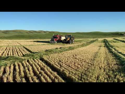 Challenger 1050 and FP 230 chopping barley silage