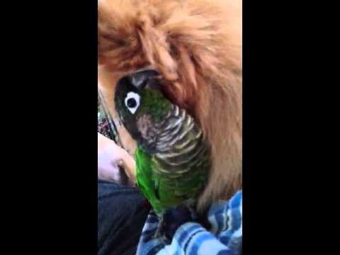 Conure Parrot Loves Dog
