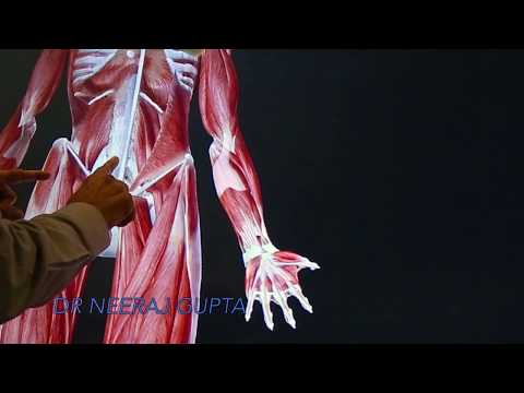 Pecto-pexy anatomical landmarks on SECTRA-series 3