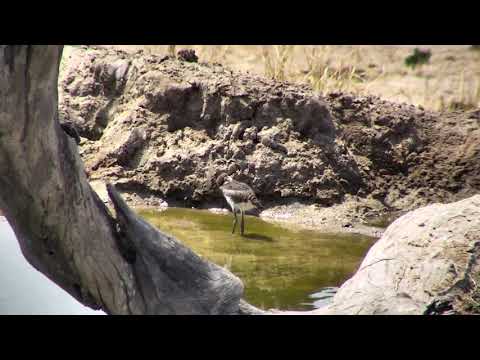 Djuma: Blacksmith Lapwing chick(30 days old today)  - 12:32 - 09/28/18