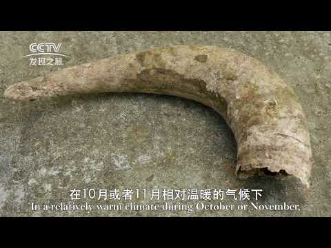 Back to the future - Biodynamic Investigation Report