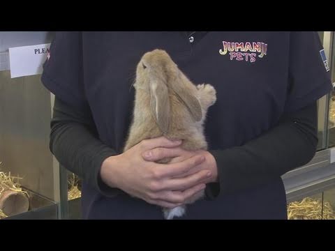 download lagu mp3 mp4 Dwarf Rabbit Care, download lagu Dwarf Rabbit Care gratis, unduh video klip Dwarf Rabbit Care