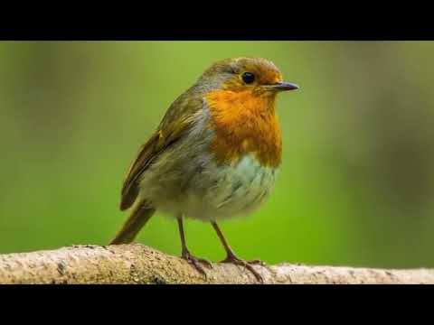 Opwekking 225 Verblijdt u in Jezus