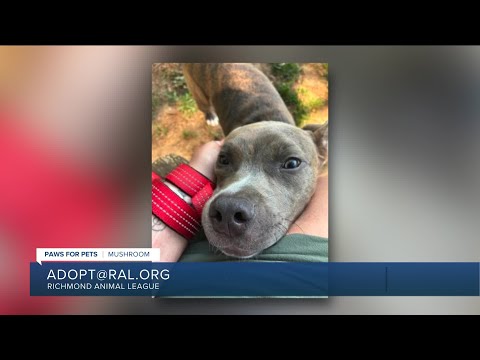 Paws for Pets: Mushroom, a fun-loving social pup who loves to play! - YouTube