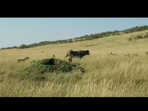Pride of Lionesses Successful Hunt the Buffalo