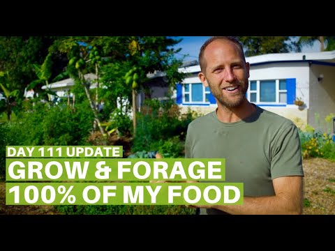 Growing and Foraging 100% of My Food - Day 111 Update