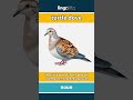 turtle dove - a small bird known for its... video thumbnail
