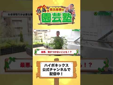 トマトに最適な肥料は何ですか?土壌を豊かにし、成長させるためのおばあちゃんの 7 つのヒント  庭園