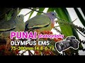 PUNAI: Bird Photography with OLYMPUS EM5 & 75-300mm II Lens | Sabahan Birding In Singapore