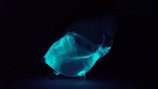 Bioluminescent Bio-Turtle