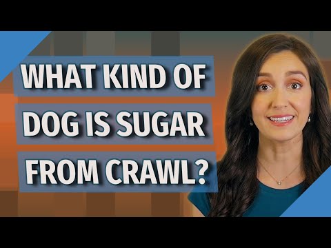 What kind of dog is sugar from crawl?