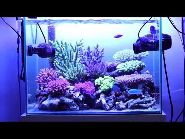 ZEOvit Reef Tank