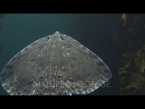 Raja clavata