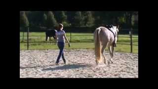 preview picture of video 'Abby being lunged showing her natural gaits'