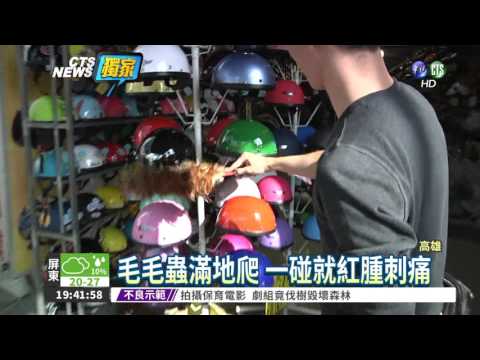 天降"毛毛蟲雨" 店家崩潰掃不完!