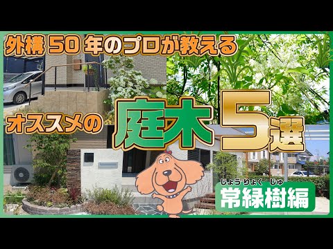 プライバシーの高い生垣としてどの常緑樹を選択すればよいでしょうか?生育が早くてやさしそうな5品種+栽培シート  庭園