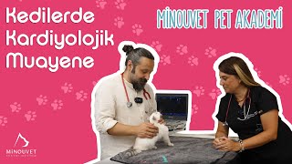 Kedilerde Kardiyolojik Muayene - Minouvet Pet Akademi
