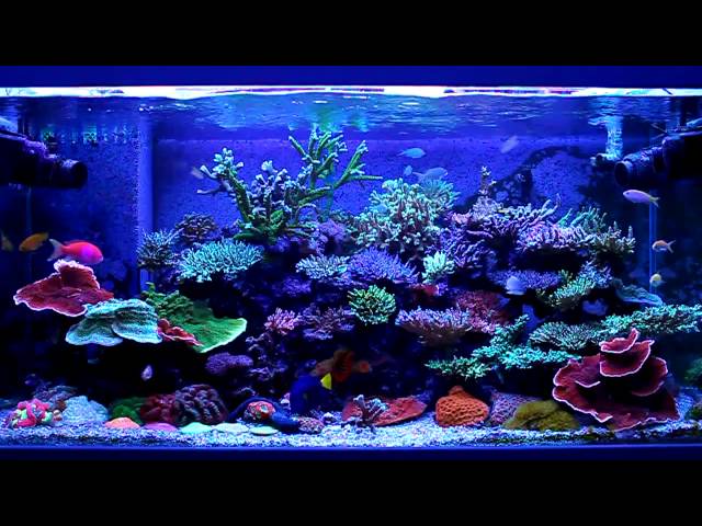 reef tank 3