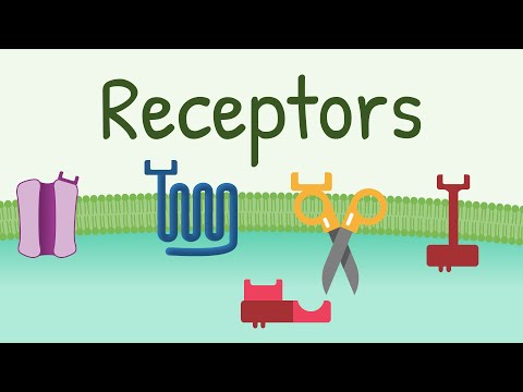 Receptors: Types & Functions