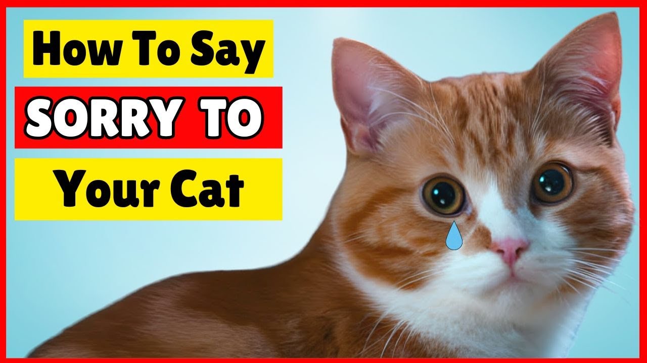 How to Apologize to Your Cat 🐱