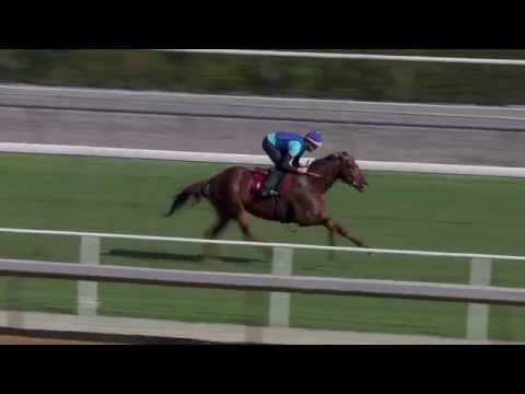 Tom's Tribute Works for the Breeders' Cup Mile (10.19.14)