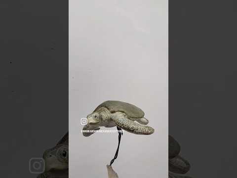 卵を産む場所 オリバトレカメ.png