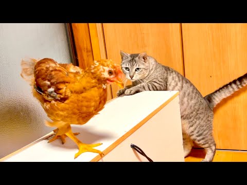 巨大ヒヨコと猫が１ヶ月ぶりに対面したらとんでもないことに。。