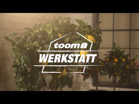 toom Pflanzentipps: Zitruspflanzen | toom Baumarkt