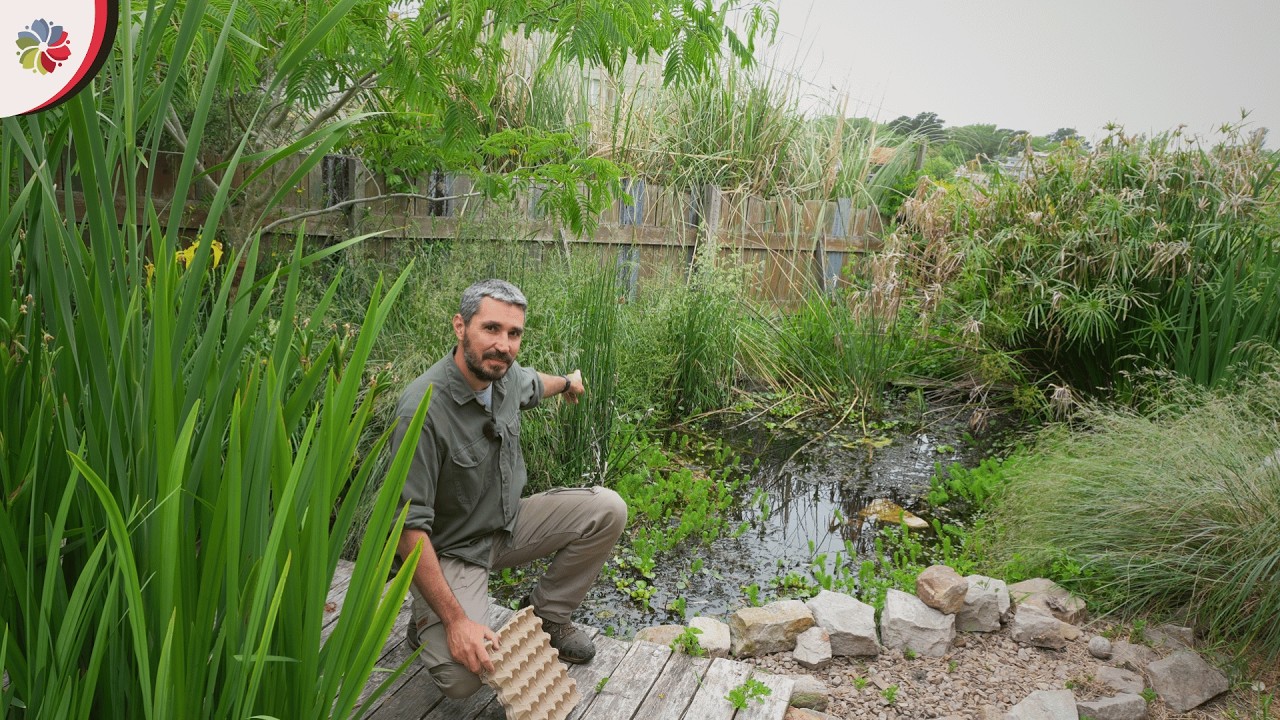 Huerta, peces, gallinas y congruencia en la  MINI GRANJA 👨‍🌾 Pensar, sentir y actuar en sintonía.