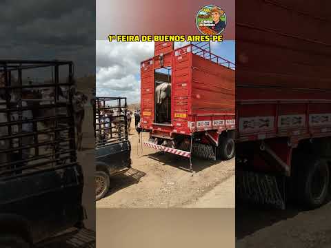 1ª Feira de Animais de Buenos Aires-PE #omelhordonordeste #cavalo #feira #buenosairespe